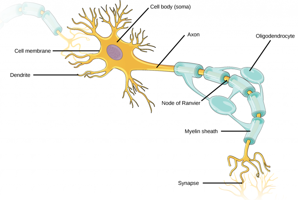 neuron unlabeled